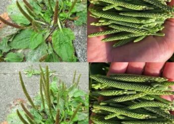 Plantago Major: Eine unterschätzte Pflanze