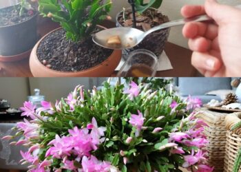 Der Besitzer des Blumenladens hat mir dieses Hausmittel empfohlen