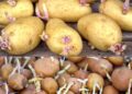 Der geniale Tipp, um das Keimen von Kartoffeln zu Hause zu verhindern