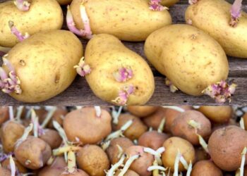 Der geniale Tipp, um das Keimen von Kartoffeln zu Hause zu verhindern