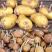 Der geniale Tipp, um das Keimen von Kartoffeln zu Hause zu verhindern