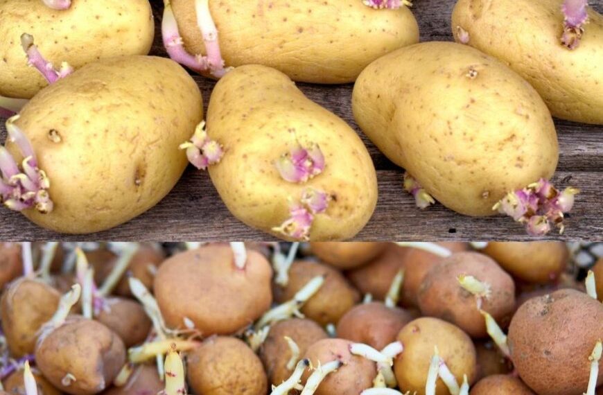 Der geniale Tipp, um das Keimen von Kartoffeln zu Hause zu verhindern