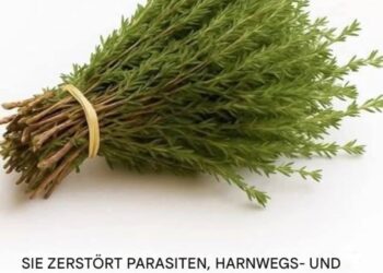 Die Wunderpflanze: Ein natürliches Kraftpaket gegen Parasiten, Harnwegsinfekte, Herpes und Grippeviren