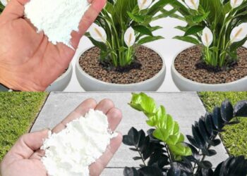 Für Pflanzen reicht 1 Prise: üppige und anhaltende Blüte