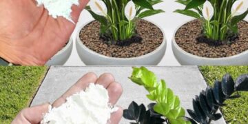 Für Pflanzen reicht 1 Prise: üppige und anhaltende Blüte