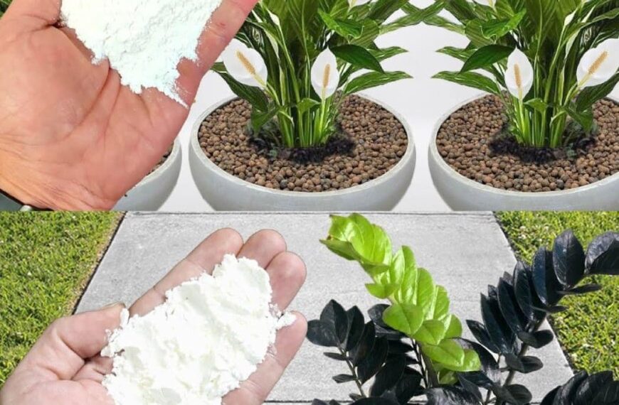 Für Pflanzen reicht 1 Prise: üppige und anhaltende Blüte