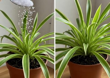 Mit nur einem Löffel kannst du jede Pflanze mit vielen Blüten zum Blühen bringen