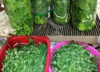 So bleibt Petersilie monatelang frisch und frisch