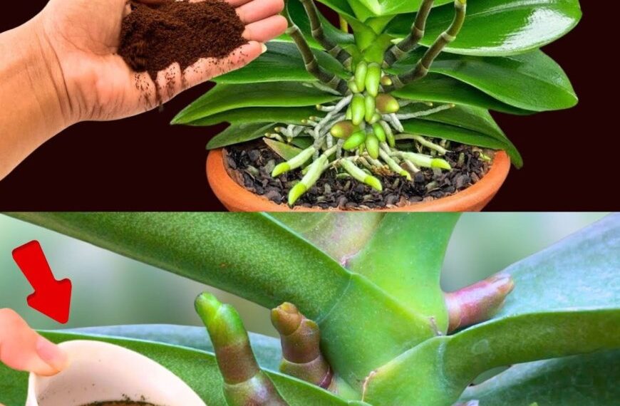 Wenn Sie dies auf der Orchidee verteilen, werden Sie nie damit aufhören