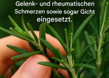 Wie kann man diese Pflanze zu Hause in Hülle und Fülle anbauen