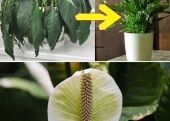 Geben Sie einen Esslöffel auf jede Pflanze zu Hause: Was Sie erwartet