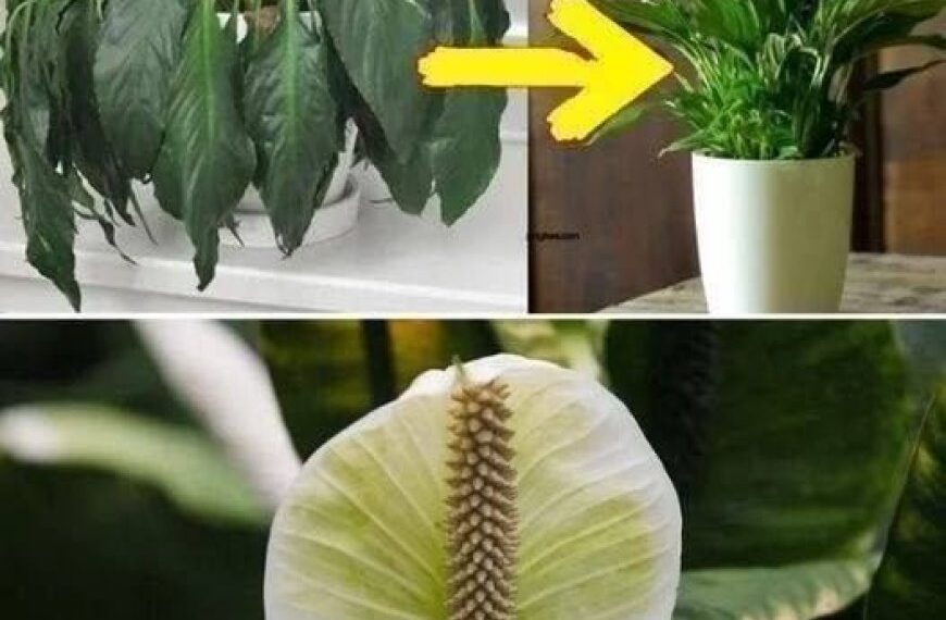 Geben Sie einen Esslöffel auf jede Pflanze zu Hause: Was Sie erwartet