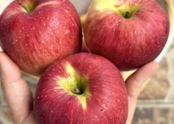 Ärzte enthüllen, dass der Verzehr von Äpfeln folgende Auswirkungen hat