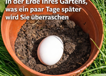Vergraben Sie ein Ei in der Erde Ihres Gartens, was ein paar Tage später passiert, wird Sie überraschen Neugierig, mehr zu erfahren? In diesem Text zeige ich Ihnen 6 Möglichkeiten, jede Art von nährstoffangereichertem Boden auf natürliche Weise herzustellen, damit Sie nie das Bedürfnis verspüren, teure chemische Düngemittel zu kaufen. 1. Rohes Ei Die Lösung für eine blühende Pflanze kann so einfach sein, wie ein rohes Ei zu pflanzen. Wenn Sie Ihre Töpfe mit Erde vorbereiten, fügen Sie einfach ein einzelnes rohes Ei am Boden hinzu. Im Laufe der Zeit wird das Ei zerfallen und als natürlicher Dünger für die Sämlinge dienen. Sie können auch zerdrückte Eierschalen verwenden, die genauso gut funktionieren wie ein ganzes Ei. Die Eierschale enthält Kalzium, Stickstoff und Phosphorsäure, die sie zu einer idealen Wahl für den Einsatz im Garten machen. Also, wenn du das nächste Mal ein Ei kochst oder brätst, wirf stattdessen die Eierschale nicht weg Recyceln Sie, um Setzlinge zu züchten. Wenn der Sämling bereit ist, draußen gepflanzt zu werden, legen Sie die Schale und den Sämling direkt in den Boden. Die Eierschale wird mit der Zeit abgebaut und hilft, den Boden zu düngen. 2. Bananenschalen Bananen enthalten eine Reihe von Nährstoffen, darunter Kalium, Phosphat, Schwefel, Kalzium, Magnesium und Natrium. All diese Dinge können dazu beitragen, ein gesundes Wachstum für Pflanzen zu fördern. Der beste Weg, Bananenschalen effektiv zu verwenden, besteht darin, sie in kleine Stücke zu schneiden, damit sie schneller zerfallen. Dies führt zu organischer Substanz, die zur Bildung eines reichen Bodens beiträgt. 3. Asche Wenn Sie einen Kamin haben, werden Sie diese kostenlose Methode zur Erhöhung des pH-Werts lieben. es verstreut einfach die Asche im Boden, um den Säuregehalt zu senken. Dies erleichtert den Anbau einer frischen Ernte. 4. Bettwäsche Wenn Sie die Blätter im Winter über einem Garten verrotten lassen, wird der Boden mit Nährstoffen versorgt, um sich auf die nächste Vegetationsperiode vorzubereiten. Die Blätter arbeiten daran, organisches Material in den Boden zu ziehen, wodurch er dunkel und reich wird. 5. Sal von Epsom Bittersalz ist besonders gut für den Boden. Niedrige pH-Werte sind im Allgemeinen ein Hinweis auf ein Magnesium-Ungleichgewicht. Um den pH-Wert im Boden zu erhöhen, verdünnen Sie das Bittersalz mit Wasser und besprühen Sie die Pflanzen. Die Vegetation nimmt die willkommenen Nährstoffe auf. 6. Verwenden Sie regelmäßig Kompost Während die Verwendung von Stückchen Naturmaterial hilfreich sein kann, ist das Kombinieren vieler Kompoststücke nur ein Schritt zur Bereicherung Ihres Bodens. Die regelmäßige Verwendung von natürlichem Kompost hat eine Reihe von Vorteilen.