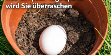 Vergraben Sie ein Ei in der Erde Ihres Gartens, was ein paar Tage später passiert, wird Sie überraschen Neugierig, mehr zu erfahren? In diesem Text zeige ich Ihnen 6 Möglichkeiten, jede Art von nährstoffangereichertem Boden auf natürliche Weise herzustellen, damit Sie nie das Bedürfnis verspüren, teure chemische Düngemittel zu kaufen. 1. Rohes Ei Die Lösung für eine blühende Pflanze kann so einfach sein, wie ein rohes Ei zu pflanzen. Wenn Sie Ihre Töpfe mit Erde vorbereiten, fügen Sie einfach ein einzelnes rohes Ei am Boden hinzu. Im Laufe der Zeit wird das Ei zerfallen und als natürlicher Dünger für die Sämlinge dienen. Sie können auch zerdrückte Eierschalen verwenden, die genauso gut funktionieren wie ein ganzes Ei. Die Eierschale enthält Kalzium, Stickstoff und Phosphorsäure, die sie zu einer idealen Wahl für den Einsatz im Garten machen. Also, wenn du das nächste Mal ein Ei kochst oder brätst, wirf stattdessen die Eierschale nicht weg Recyceln Sie, um Setzlinge zu züchten. Wenn der Sämling bereit ist, draußen gepflanzt zu werden, legen Sie die Schale und den Sämling direkt in den Boden. Die Eierschale wird mit der Zeit abgebaut und hilft, den Boden zu düngen. 2. Bananenschalen Bananen enthalten eine Reihe von Nährstoffen, darunter Kalium, Phosphat, Schwefel, Kalzium, Magnesium und Natrium. All diese Dinge können dazu beitragen, ein gesundes Wachstum für Pflanzen zu fördern. Der beste Weg, Bananenschalen effektiv zu verwenden, besteht darin, sie in kleine Stücke zu schneiden, damit sie schneller zerfallen. Dies führt zu organischer Substanz, die zur Bildung eines reichen Bodens beiträgt. 3. Asche Wenn Sie einen Kamin haben, werden Sie diese kostenlose Methode zur Erhöhung des pH-Werts lieben. es verstreut einfach die Asche im Boden, um den Säuregehalt zu senken. Dies erleichtert den Anbau einer frischen Ernte. 4. Bettwäsche Wenn Sie die Blätter im Winter über einem Garten verrotten lassen, wird der Boden mit Nährstoffen versorgt, um sich auf die nächste Vegetationsperiode vorzubereiten. Die Blätter arbeiten daran, organisches Material in den Boden zu ziehen, wodurch er dunkel und reich wird. 5. Sal von Epsom Bittersalz ist besonders gut für den Boden. Niedrige pH-Werte sind im Allgemeinen ein Hinweis auf ein Magnesium-Ungleichgewicht. Um den pH-Wert im Boden zu erhöhen, verdünnen Sie das Bittersalz mit Wasser und besprühen Sie die Pflanzen. Die Vegetation nimmt die willkommenen Nährstoffe auf. 6. Verwenden Sie regelmäßig Kompost Während die Verwendung von Stückchen Naturmaterial hilfreich sein kann, ist das Kombinieren vieler Kompoststücke nur ein Schritt zur Bereicherung Ihres Bodens. Die regelmäßige Verwendung von natürlichem Kompost hat eine Reihe von Vorteilen.