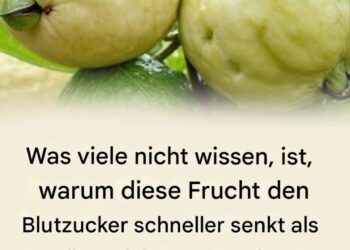 Eine bewusste Ernährung spielt für viele Menschen eine immer wichtigere Rolle, insbesondere wenn es um den Umgang mit dem eigenen Blutzuckerspiegel geht. Neben bekannten Lebensmitteln rücken dabei auch tropische Früchte zunehmend in den Fokus des Interesses. Eine davon ist die Guave – eine Frucht, die nicht nur durch ihren Geschmack, sondern auch durch ihre Nährstoffzusammensetzung Aufmerksamkeit erregt. Für Menschen, die auf ihren Blutzucker achten oder ihre Ernährung bewusster gestalten möchten, kann Guave eine interessante Ergänzung sein. Im Folgenden erfahren Sie, welche Eigenschaften dieser Frucht zugeschrieben werden und wie sie sinnvoll in den Speiseplan integriert werden kann. 1. Niedriger glykämischer Index Guave besitzt einen vergleichsweise niedrigen glykämischen Index. Das bedeutet, dass der in der Frucht enthaltene Zucker langsamer ins Blut übergeht als bei vielen anderen Früchten. Dadurch kommt es in der Regel zu geringeren Schwankungen des Blutzuckerspiegels nach dem Verzehr. 2. Hoher Ballaststoffgehalt Ein weiterer Vorteil der Guave ist ihr hoher Ballaststoffgehalt. Ballaststoffe spielen eine wichtige Rolle für eine gesunde Verdauung und können dazu beitragen, die Aufnahme von Zucker im Körper zu verlangsamen. Dies kann helfen, starke Blutzuckerspitzen nach den Mahlzeiten zu vermeiden. Zusätzlich fördern Ballaststoffe ein längeres Sättigungsgefühl, was für Menschen mit Gewichtsmanagement-Zielen von Bedeutung sein kann. 3. Wertvolle Nährstoffe und sekundäre Pflanzenstoffe Guaven enthalten verschiedene Vitamine und Mineralstoffe, darunter: Vitamin C Kalium sekundäre Pflanzenstoffe wie Flavonoide Diese Inhaltsstoffe sind bekannt dafür, den Körper bei normalen Stoffwechselprozessen zu unterstützen und zum allgemeinen Wohlbefinden beizutragen. 4. Guavenblätter im traditionellen Gebrauch In einigen Kulturen werden Guavenblätter traditionell als Tee verwendet. Untersuchungen beschäftigen sich mit ihren Eigenschaften im Zusammenhang mit dem Kohlenhydratstoffwechsel. Dabei wird unter anderem erforscht, ob bestimmte Pflanzenstoffe den Abbau von Kohlenhydraten beeinflussen können. Guavenblättertee wird üblicherweise aus getrockneten Blättern zubereitet, die einige Minuten in heißem Wasser ziehen. Tipps zur Verwendung von Guave Frische Guave in moderaten Portionen genießen Möglichst unverarbeitete Früchte wählen Auf stark gezuckerte Guavenprodukte verzichten Guavenblättertee nur in üblichen Mengen konsumieren Wichtiger Hinweis Guave kann Teil einer ausgewogenen Ernährung sein, ersetzt jedoch keine medizinische Behandlung oder ärztliche Beratung. Personen mit Diabetes oder anderen gesundheitlichen Beschwerden sollten Ernährungsumstellungen stets mit einer medizinischen Fachperson besprechen.