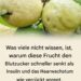 Eine bewusste Ernährung spielt für viele Menschen eine immer wichtigere Rolle, insbesondere wenn es um den Umgang mit dem eigenen Blutzuckerspiegel geht. Neben bekannten Lebensmitteln rücken dabei auch tropische Früchte zunehmend in den Fokus des Interesses. Eine davon ist die Guave – eine Frucht, die nicht nur durch ihren Geschmack, sondern auch durch ihre Nährstoffzusammensetzung Aufmerksamkeit erregt. Für Menschen, die auf ihren Blutzucker achten oder ihre Ernährung bewusster gestalten möchten, kann Guave eine interessante Ergänzung sein. Im Folgenden erfahren Sie, welche Eigenschaften dieser Frucht zugeschrieben werden und wie sie sinnvoll in den Speiseplan integriert werden kann. 1. Niedriger glykämischer Index Guave besitzt einen vergleichsweise niedrigen glykämischen Index. Das bedeutet, dass der in der Frucht enthaltene Zucker langsamer ins Blut übergeht als bei vielen anderen Früchten. Dadurch kommt es in der Regel zu geringeren Schwankungen des Blutzuckerspiegels nach dem Verzehr. 2. Hoher Ballaststoffgehalt Ein weiterer Vorteil der Guave ist ihr hoher Ballaststoffgehalt. Ballaststoffe spielen eine wichtige Rolle für eine gesunde Verdauung und können dazu beitragen, die Aufnahme von Zucker im Körper zu verlangsamen. Dies kann helfen, starke Blutzuckerspitzen nach den Mahlzeiten zu vermeiden. Zusätzlich fördern Ballaststoffe ein längeres Sättigungsgefühl, was für Menschen mit Gewichtsmanagement-Zielen von Bedeutung sein kann. 3. Wertvolle Nährstoffe und sekundäre Pflanzenstoffe Guaven enthalten verschiedene Vitamine und Mineralstoffe, darunter: Vitamin C Kalium sekundäre Pflanzenstoffe wie Flavonoide Diese Inhaltsstoffe sind bekannt dafür, den Körper bei normalen Stoffwechselprozessen zu unterstützen und zum allgemeinen Wohlbefinden beizutragen. 4. Guavenblätter im traditionellen Gebrauch In einigen Kulturen werden Guavenblätter traditionell als Tee verwendet. Untersuchungen beschäftigen sich mit ihren Eigenschaften im Zusammenhang mit dem Kohlenhydratstoffwechsel. Dabei wird unter anderem erforscht, ob bestimmte Pflanzenstoffe den Abbau von Kohlenhydraten beeinflussen können. Guavenblättertee wird üblicherweise aus getrockneten Blättern zubereitet, die einige Minuten in heißem Wasser ziehen. Tipps zur Verwendung von Guave Frische Guave in moderaten Portionen genießen Möglichst unverarbeitete Früchte wählen Auf stark gezuckerte Guavenprodukte verzichten Guavenblättertee nur in üblichen Mengen konsumieren Wichtiger Hinweis Guave kann Teil einer ausgewogenen Ernährung sein, ersetzt jedoch keine medizinische Behandlung oder ärztliche Beratung. Personen mit Diabetes oder anderen gesundheitlichen Beschwerden sollten Ernährungsumstellungen stets mit einer medizinischen Fachperson besprechen.