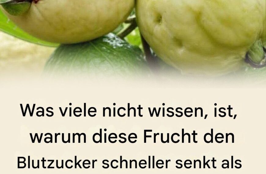 Eine bewusste Ernährung spielt für viele Menschen eine immer wichtigere Rolle, insbesondere wenn es um den Umgang mit dem eigenen Blutzuckerspiegel geht. Neben bekannten Lebensmitteln rücken dabei auch tropische Früchte zunehmend in den Fokus des Interesses. Eine davon ist die Guave – eine Frucht, die nicht nur durch ihren Geschmack, sondern auch durch ihre Nährstoffzusammensetzung Aufmerksamkeit erregt. Für Menschen, die auf ihren Blutzucker achten oder ihre Ernährung bewusster gestalten möchten, kann Guave eine interessante Ergänzung sein. Im Folgenden erfahren Sie, welche Eigenschaften dieser Frucht zugeschrieben werden und wie sie sinnvoll in den Speiseplan integriert werden kann. 1. Niedriger glykämischer Index Guave besitzt einen vergleichsweise niedrigen glykämischen Index. Das bedeutet, dass der in der Frucht enthaltene Zucker langsamer ins Blut übergeht als bei vielen anderen Früchten. Dadurch kommt es in der Regel zu geringeren Schwankungen des Blutzuckerspiegels nach dem Verzehr. 2. Hoher Ballaststoffgehalt Ein weiterer Vorteil der Guave ist ihr hoher Ballaststoffgehalt. Ballaststoffe spielen eine wichtige Rolle für eine gesunde Verdauung und können dazu beitragen, die Aufnahme von Zucker im Körper zu verlangsamen. Dies kann helfen, starke Blutzuckerspitzen nach den Mahlzeiten zu vermeiden. Zusätzlich fördern Ballaststoffe ein längeres Sättigungsgefühl, was für Menschen mit Gewichtsmanagement-Zielen von Bedeutung sein kann. 3. Wertvolle Nährstoffe und sekundäre Pflanzenstoffe Guaven enthalten verschiedene Vitamine und Mineralstoffe, darunter: Vitamin C Kalium sekundäre Pflanzenstoffe wie Flavonoide Diese Inhaltsstoffe sind bekannt dafür, den Körper bei normalen Stoffwechselprozessen zu unterstützen und zum allgemeinen Wohlbefinden beizutragen. 4. Guavenblätter im traditionellen Gebrauch In einigen Kulturen werden Guavenblätter traditionell als Tee verwendet. Untersuchungen beschäftigen sich mit ihren Eigenschaften im Zusammenhang mit dem Kohlenhydratstoffwechsel. Dabei wird unter anderem erforscht, ob bestimmte Pflanzenstoffe den Abbau von Kohlenhydraten beeinflussen können. Guavenblättertee wird üblicherweise aus getrockneten Blättern zubereitet, die einige Minuten in heißem Wasser ziehen. Tipps zur Verwendung von Guave Frische Guave in moderaten Portionen genießen Möglichst unverarbeitete Früchte wählen Auf stark gezuckerte Guavenprodukte verzichten Guavenblättertee nur in üblichen Mengen konsumieren Wichtiger Hinweis Guave kann Teil einer ausgewogenen Ernährung sein, ersetzt jedoch keine medizinische Behandlung oder ärztliche Beratung. Personen mit Diabetes oder anderen gesundheitlichen Beschwerden sollten Ernährungsumstellungen stets mit einer medizinischen Fachperson besprechen.