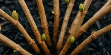 Mit diesen Tricks erwecken Sie ruhende Hortensien zum Leben und sorgen für eine üppige Sommerblüte.