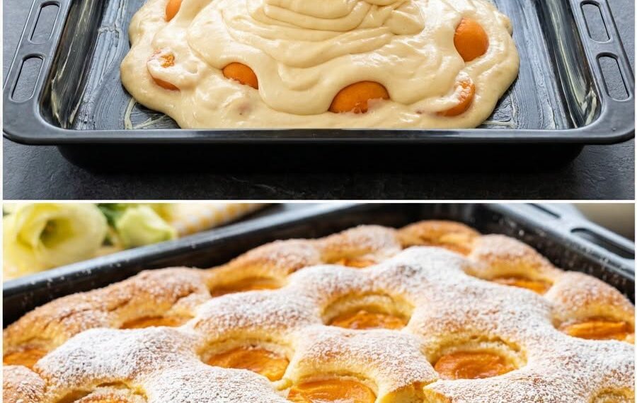 Aprikosen Quark Blechkuchen