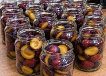 Pflaumen, ohne Wasser und Zucker konserviert: Sie schmecken auch im Winter wie frisch!